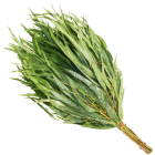 Веник Эвкалипт Веник Эвкалипт