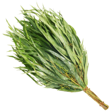 Веник Эвкалипт